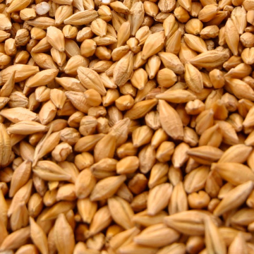 Buğda Toxum